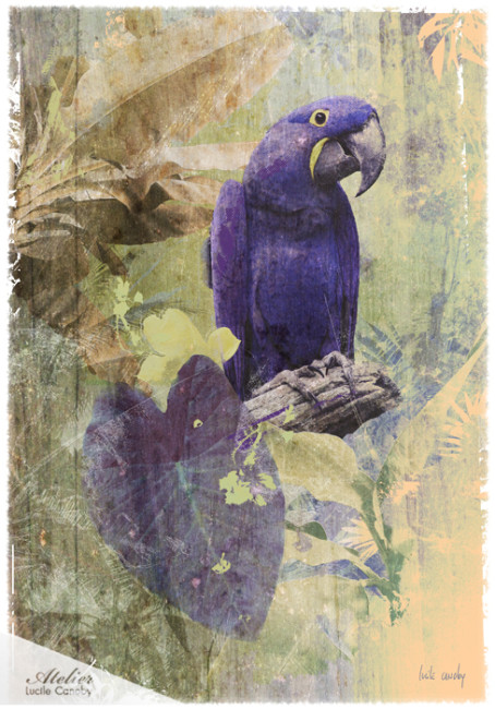 Purple-Bird